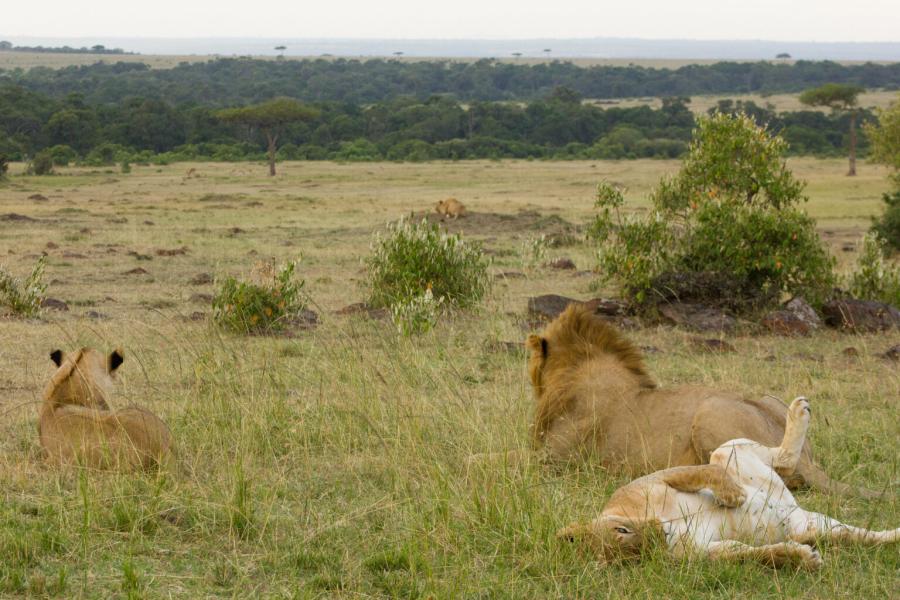 Discovering the Wonders of Masai Mara National Reserve