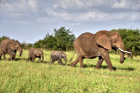 Tarangire National Park: Tanzania’s Hidden Gem